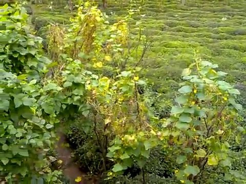 Rize Muradiye Köprübaşı Mahallesi 2011