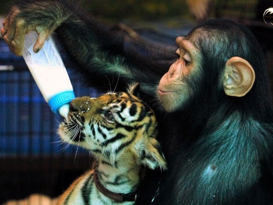 Chimapanzee Tiger & Other Sorry Creatures