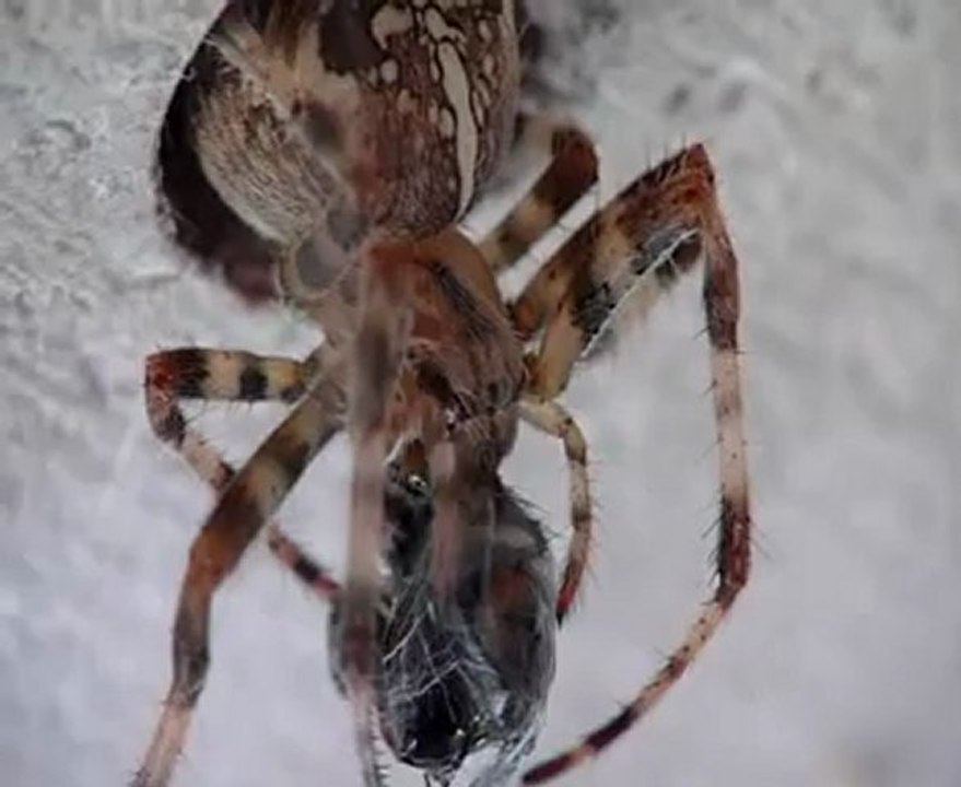 16092011 AraneusDiadematus