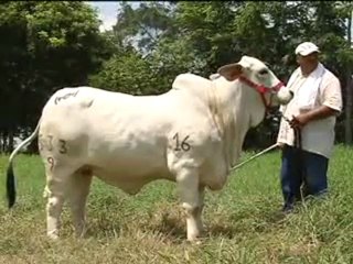 1_PASION POR EL BRAHAMAN 2 SEPTIEMBRE 17 DE 2011