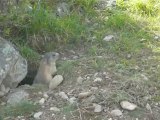 Les marmottes des Alpes (8)