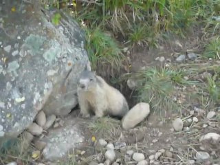 Les marmottes fort Vauban 05 (9)