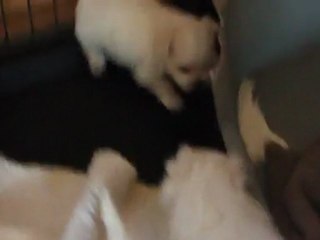 les bébés Chanel le 16 09 2011