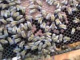 arıcılık videoları yedeklenen ana arı