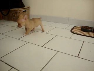 MOV02958 chihuahua 7 semaines