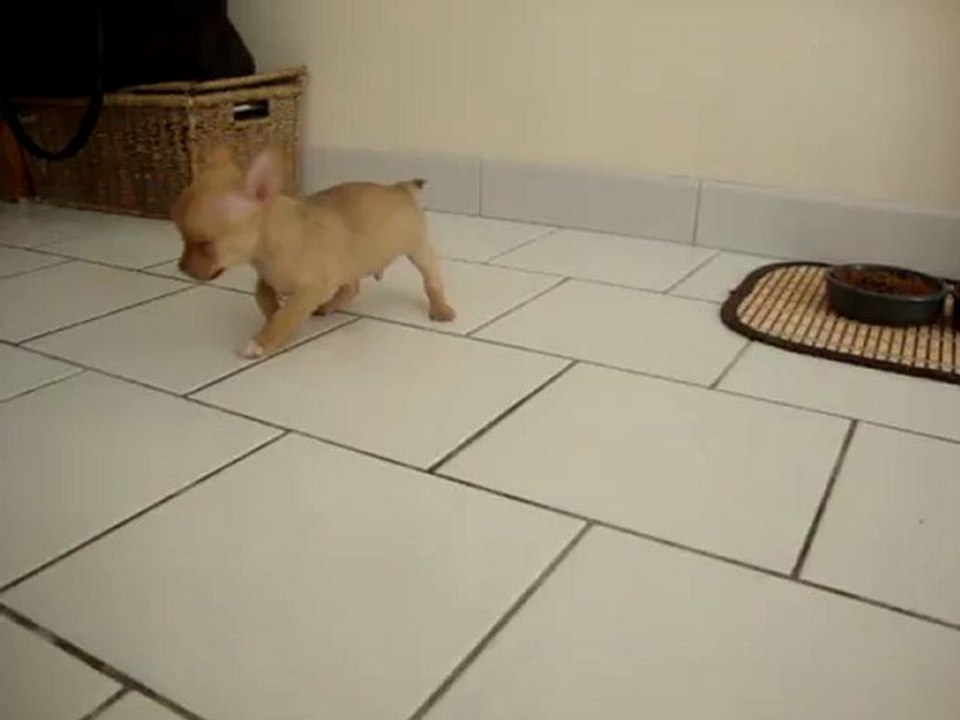 MOV02958 chihuahua 7 semaines