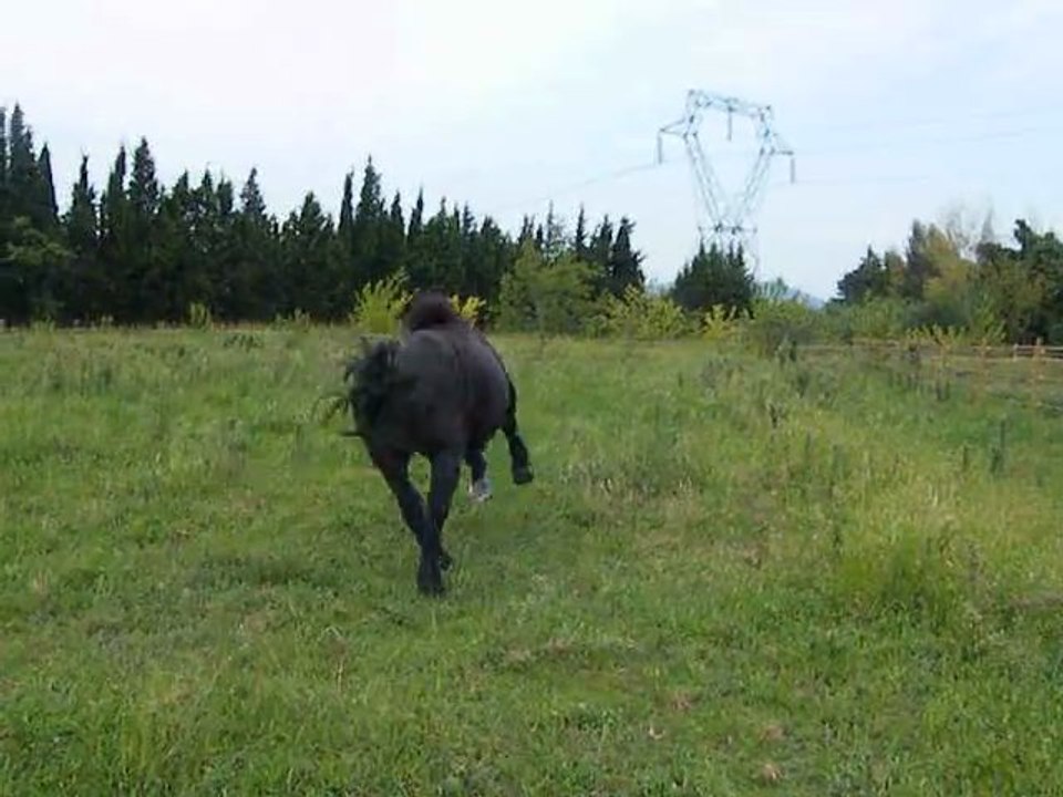 La patate :)
