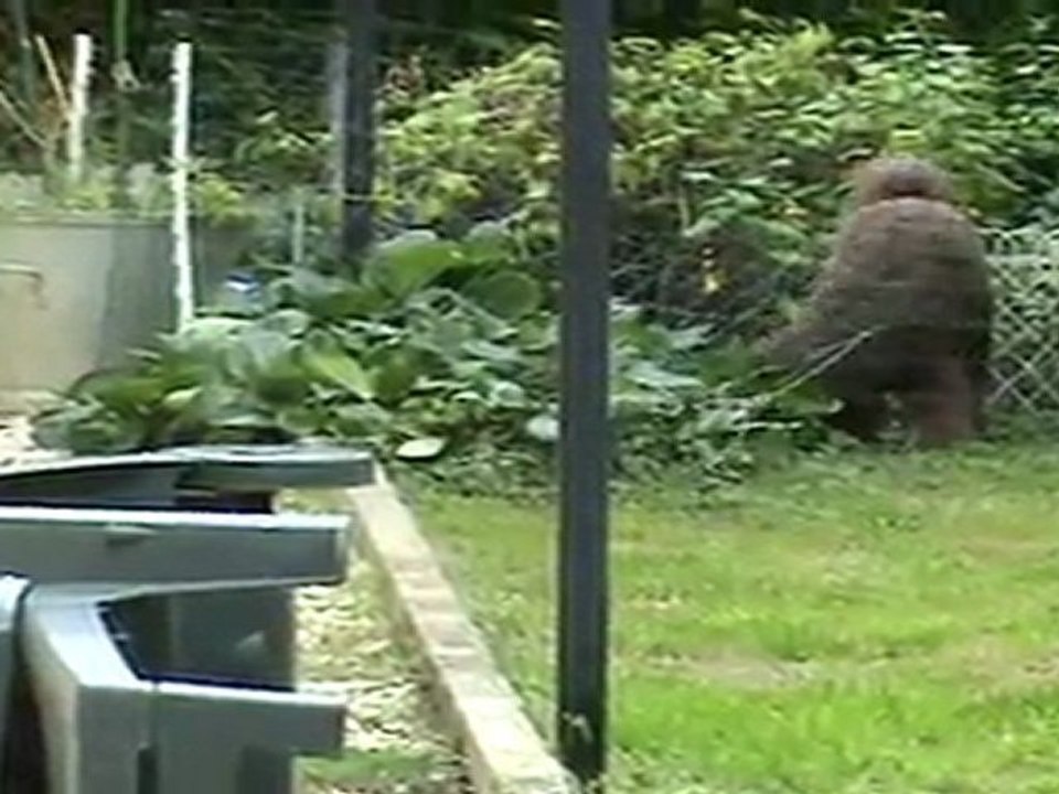 Booly Wooly 's turn and a "sans faute" he did!