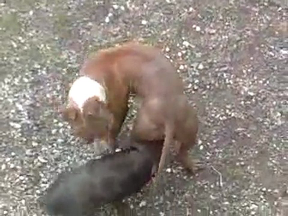 brigite veut violer le chien