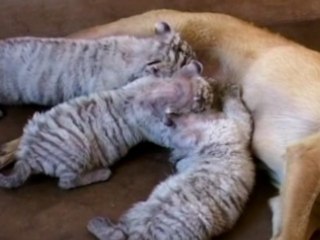 Dog Nurses White Tiger Cubs in China