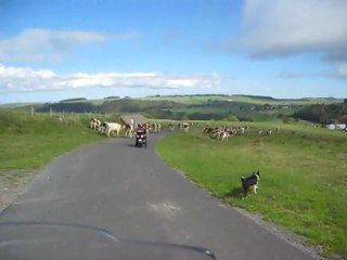 Auvergne vers St Nectaire - Traversée de troupeau le 12 Sept 2011