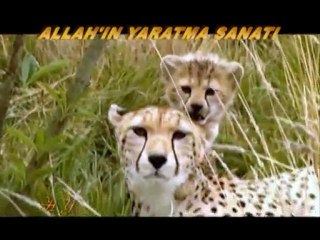 Allah'ın yaratma sanatı