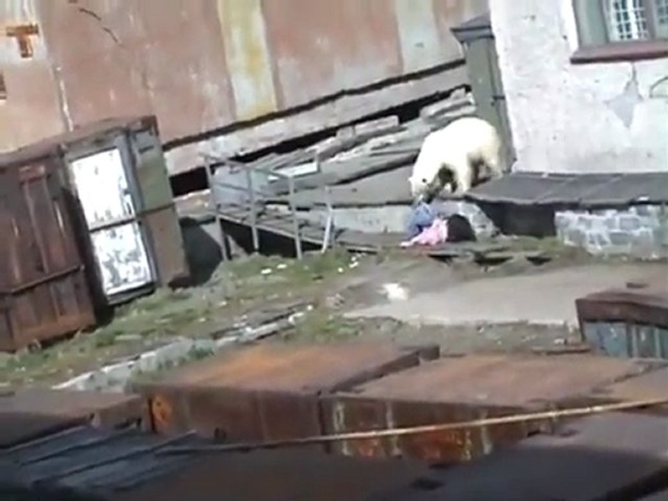 Polar bear out of nowhere!