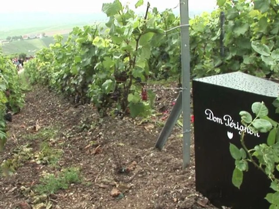 Champagner-mythos: gibt es einen neuen jahrgang dom pérignon?