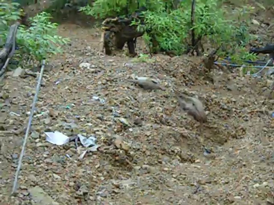 les mangoustes(mcleod ganj 2011)
