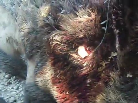 Domuz Avı ..17/09/2011 YALNIZ KURT 57