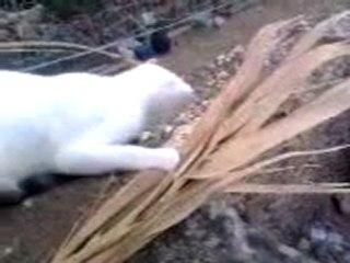 chat dans un escalier au village