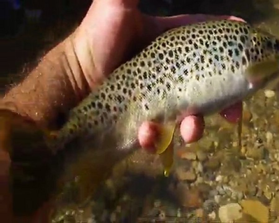 Scénes de remises à l'eau
