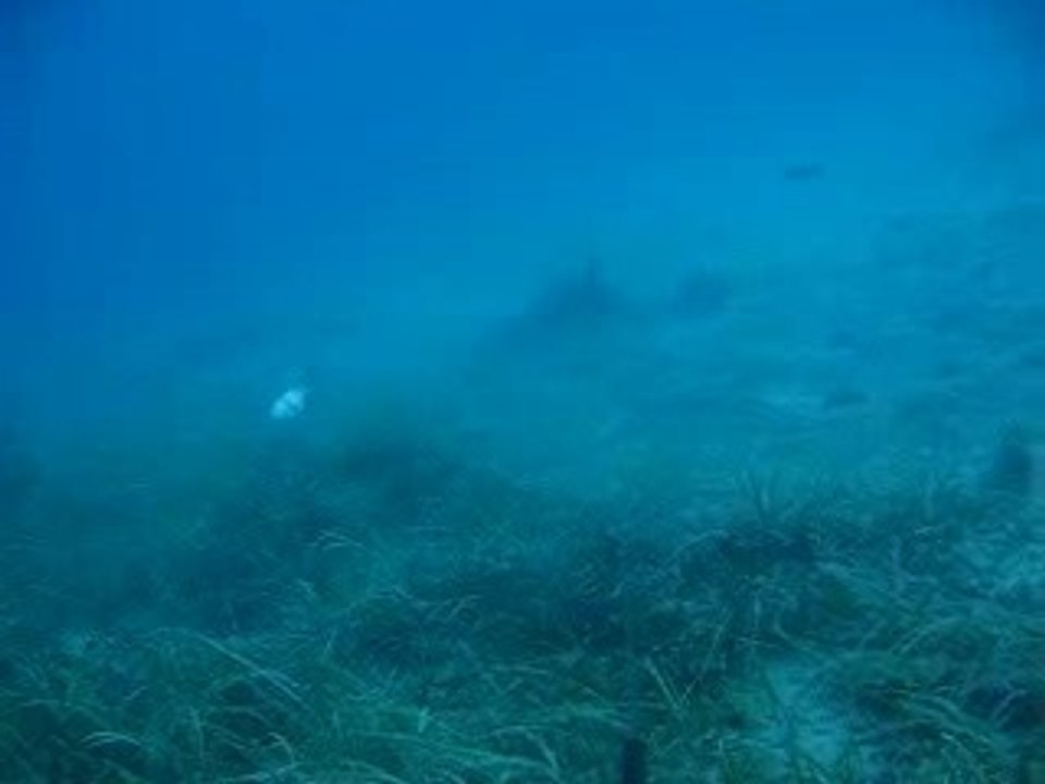 Fishes swimming around