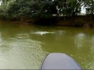 Fly Fishing Gama/Piabanha e robalo na #4