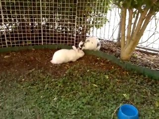 Lilly e Zizù - That's amore