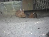 Zoo D'Amnéville: Les Lapins