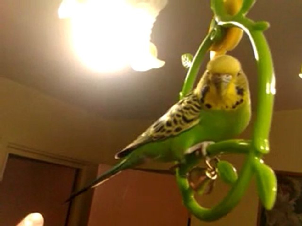 Kiwi8