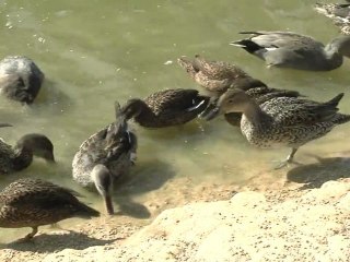 Des milliers de pensionnaires sauvages