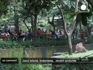 Smoking orangutans in Indonesian zoo - no comment