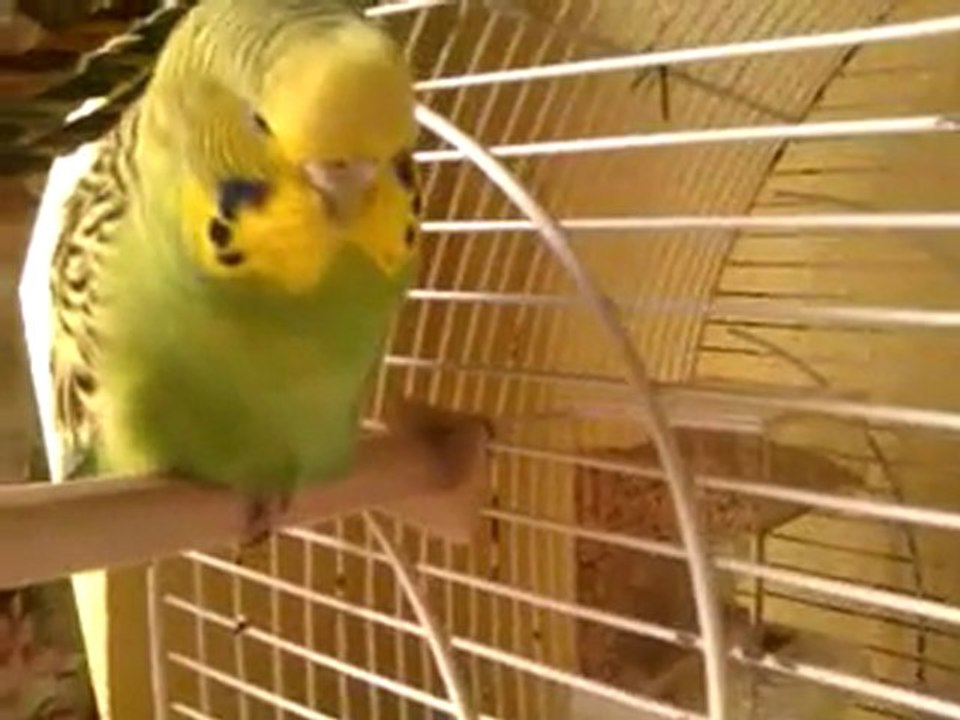 Kiwi10 (narine bicolore)