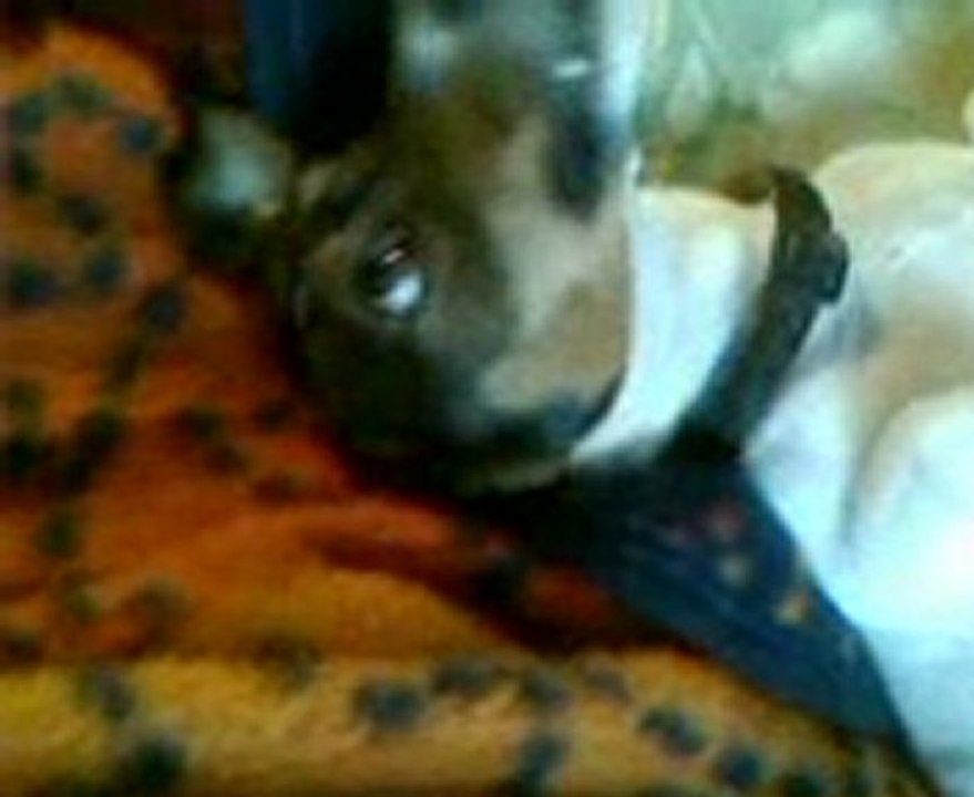 Jack Russell dans divan jpl du var 8