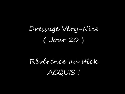 Dressage Very-nice ( Révérence )