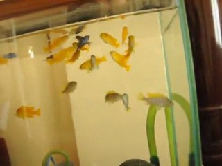 Demasoni Saulosi Jalo Reff  - Dinner Time