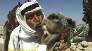 HOW TO KISS A CAMEL, JERUSALEM, ISRAEL