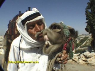 HOW TO KISS A CAMEL, JERUSALEM, ISRAEL