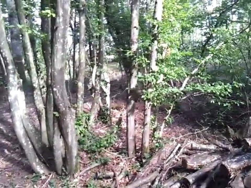 Promenade au grand air avec mes trois chats, 3