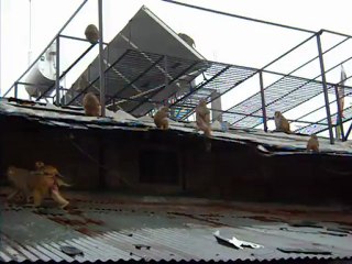 I love monkeys :)  (mcleod ganj 2011)