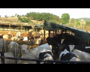 mutlular-hayvancılık-istanbul-çatalca-kestanelikköyü-ibrahim-ismailmutlu