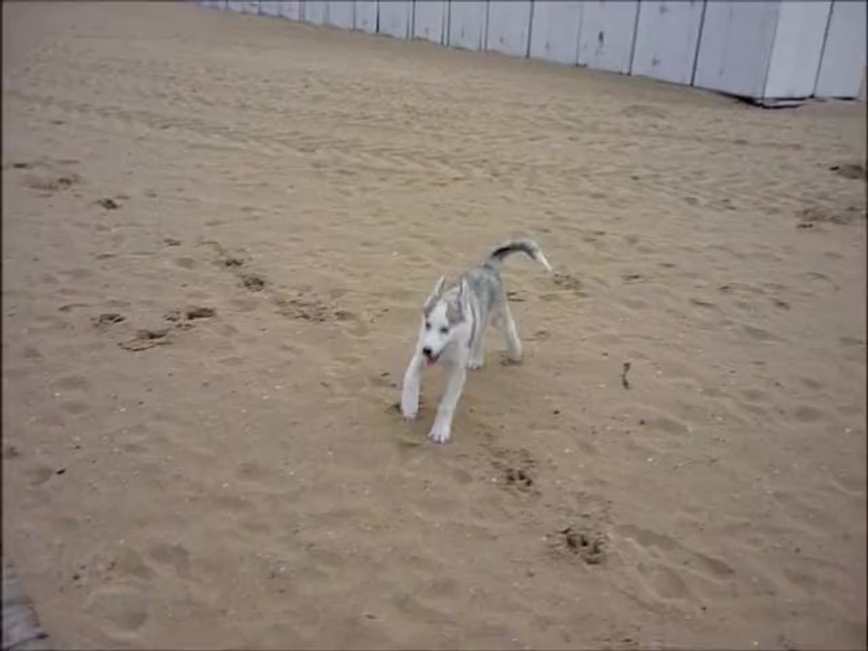 gnuna à la plage