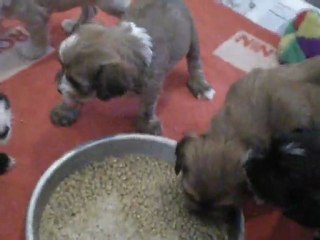 Le petit déjeuner des bébés