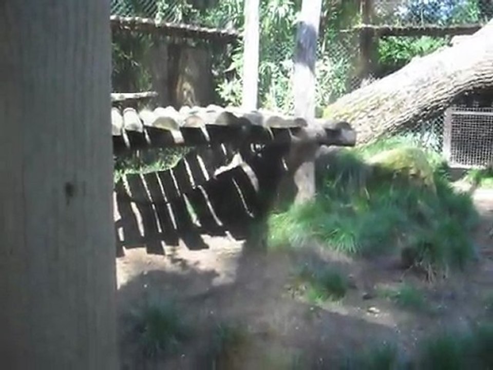 Zoo D'Amnéville: Le Guépard