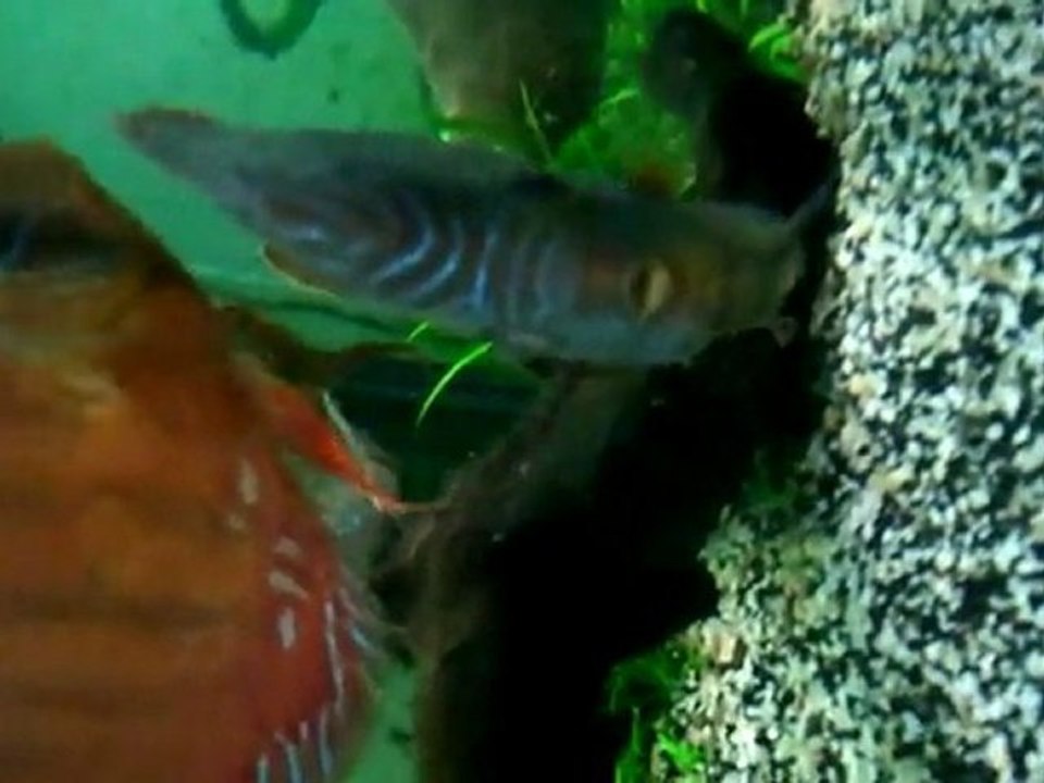 video-2011-09-18-15-09-23