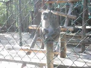 Zoo D'Amnéville: Les Singes