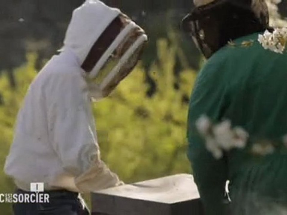 C'est pas sorcier - le déclin des abeilles
