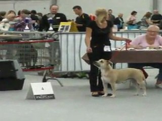 exposition Besancon Classe jeune femelle