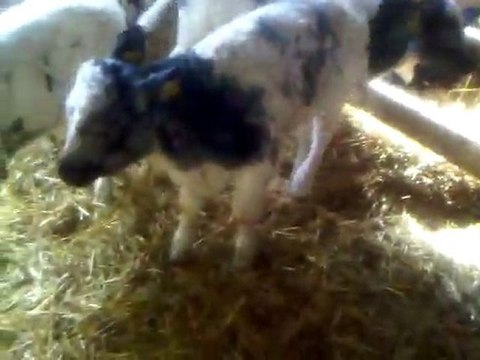 KIRKLARELİ HAYVAN PAZARI TEL 0546 851 6657