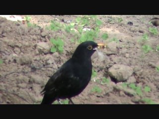 Grand repas pour un Merle
