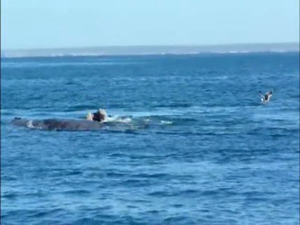 falaise balneario el condor et baleines valdes(2)