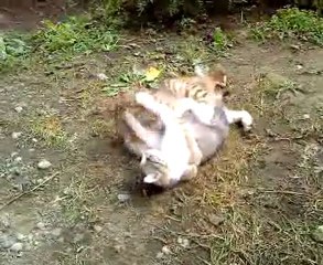 KUŞCUNUN YERİ --- KEDİLER ( KARA LAHANA ve YAVRUSU )