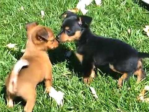 BéBés Kassy 6 semaines